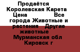 Продаётся!     Королевская Карета › Цена ­ 300 000 - Все города Животные и растения » Другие животные   . Мурманская обл.,Кировск г.